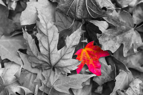 Leaves