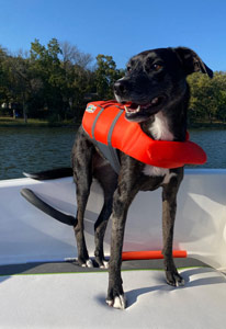 dog wearing lifejacket