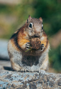 squirrel with nut