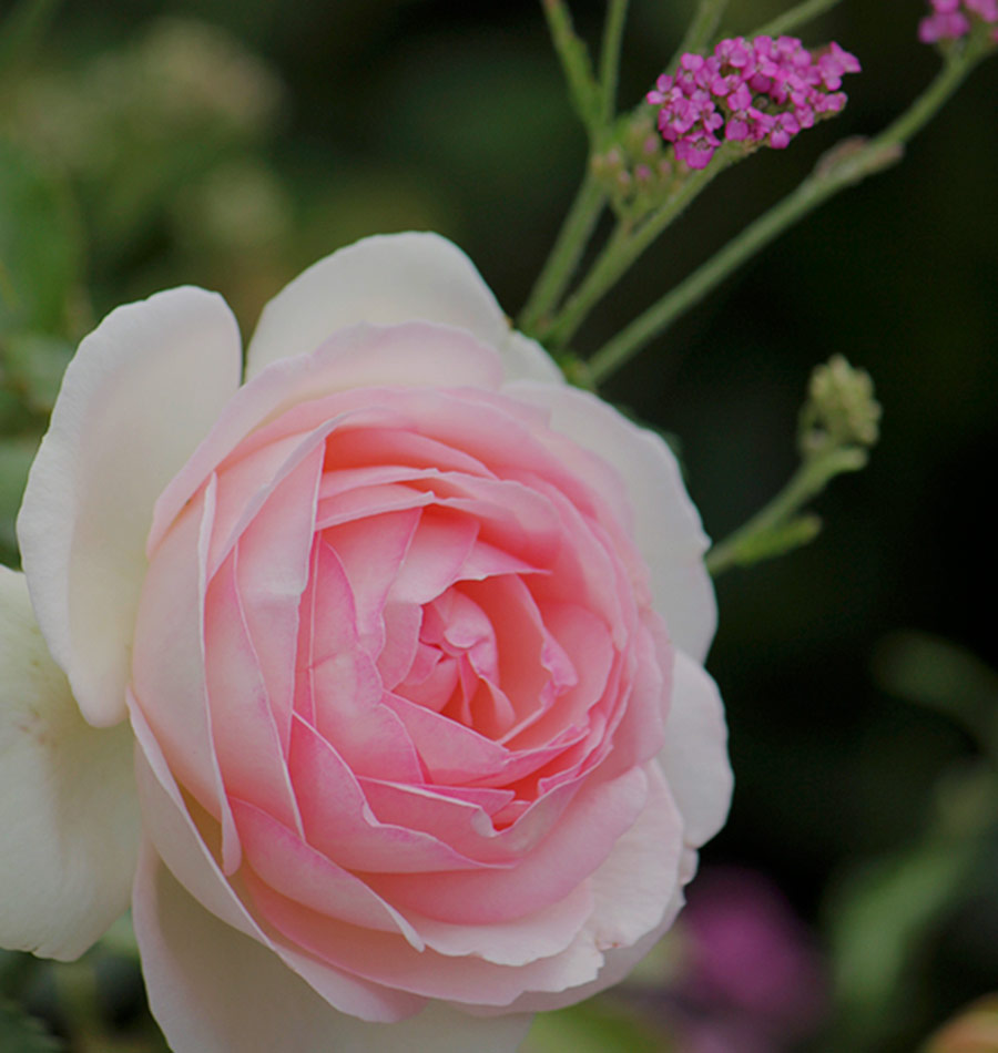 Pink rose
